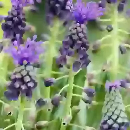 Comosum